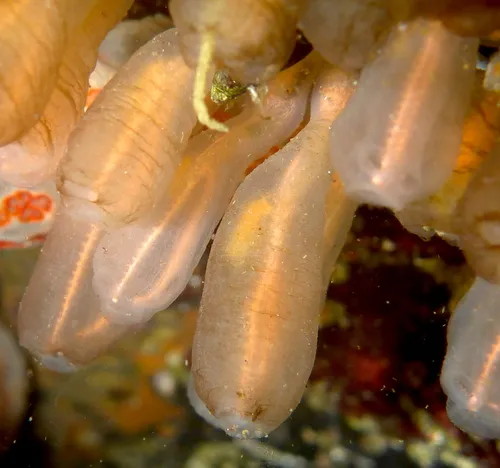 Lightbulb Tunicate