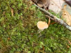 Hydnum subconnatum thumbnail 4