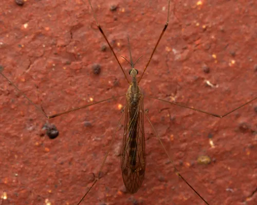 Geranomyia canadensis
