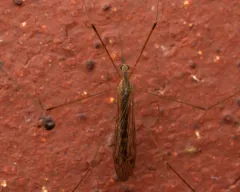Geranomyia canadensis thumbnail 1