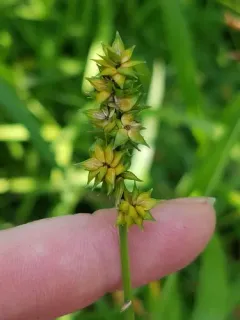 Heavy-fruited Sedge thumbnail 4