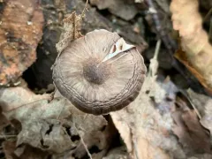 Pluteus elaphinus thumbnail 2
