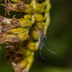 Northern Frog-biting Mosquito thumbnail 3