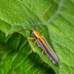 Dogwood Twig Borer thumbnail 4