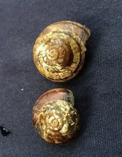 Subalpine Mountainsnail thumbnail 1