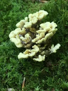 Thelephora vialis thumbnail 4
