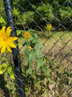 stiff-hair sunflower thumbnail 4