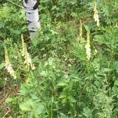 Yellow Sweet-vetch thumbnail 2