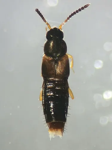 Atheta pseudomodesta