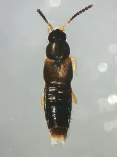 Atheta pseudomodesta thumbnail 1