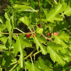 white mulberry thumbnail 2