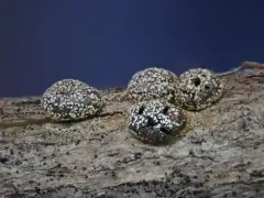 Polyschismium chailletii thumbnail 4