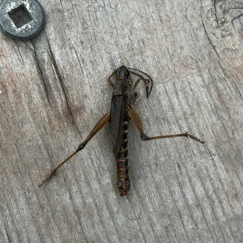 Rocky Mountain Sprinkled Locust
