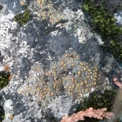 Chewing Gum Lichen thumbnail 3