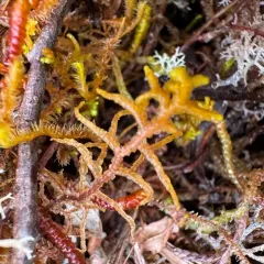 Woods' Whipwort thumbnail 4