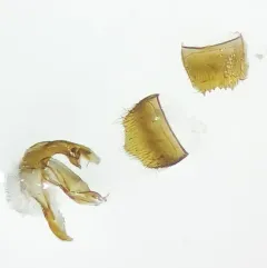 Silusida marginella thumbnail 3