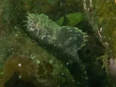 Crested Sculpin thumbnail 4