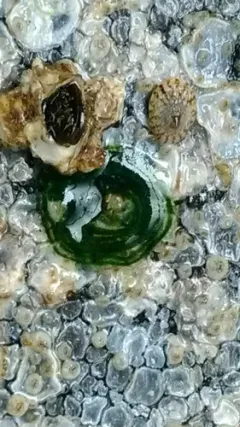Phyllodoce williamsi thumbnail 1