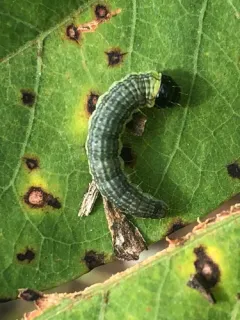 Dusky-backed Filatima Moth thumbnail 2