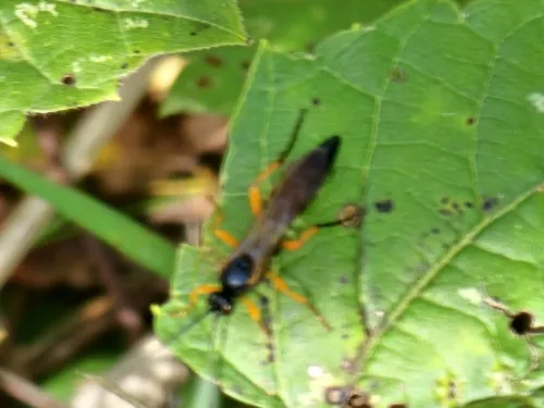 Limerodops mariannae