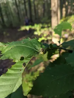 Oriental Chestnut Gall Wasp thumbnail 1