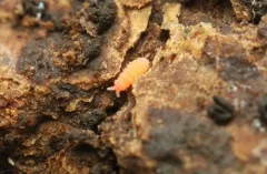 Vitronura giselae thumbnail 4