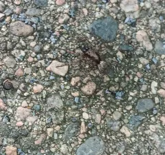 Emerton's Wolf Spider thumbnail 3