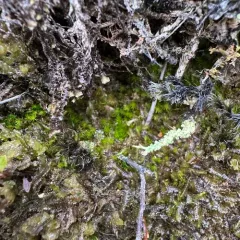 Takakia lepidozioides thumbnail 4