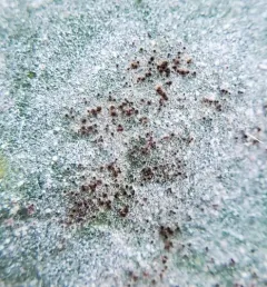Golovinomyces ambrosiae thumbnail 4