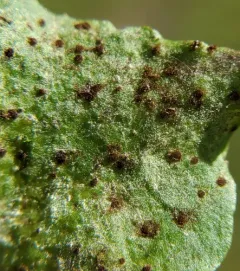 dandelion rust thumbnail 4
