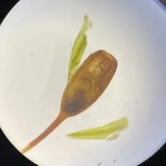 Anomalous Bristle-moss thumbnail 1