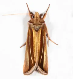 White-streaked Looper Moth thumbnail 4