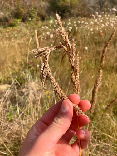 Nuttall's Reedgrass