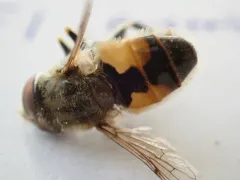 Hourglass Drone Fly thumbnail 2