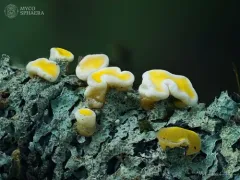 Femsjonia peziziformis thumbnail 2