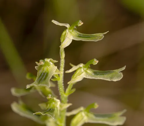 Northern twayblade