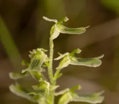 Northern twayblade thumbnail 1