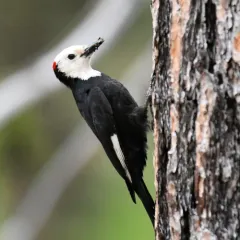 White-headed Woodpecker thumbnail 2