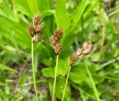 oval sedge thumbnail 4