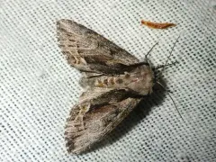 Hyppa brunneicrista thumbnail 2