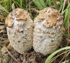 Star-capped Coprinus thumbnail 4