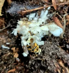 Icing sugar fungus thumbnail 4