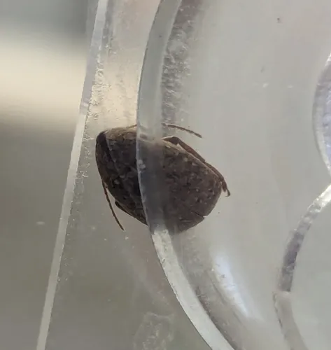 Locust Seed Beetle