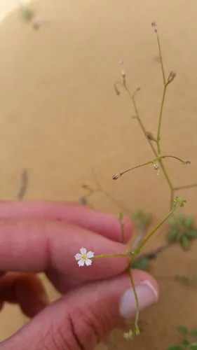 sand aliciella