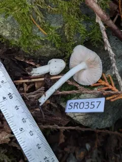Pluteus tomentosulus thumbnail 3