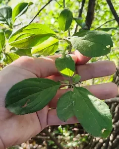 rigid hair buckthorn thumbnail 2