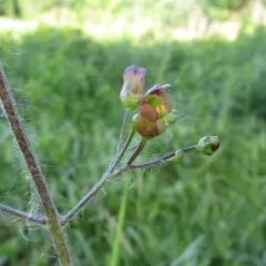 lanceleaf figwort thumbnail 2