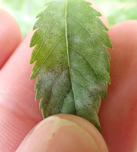 Podosphaera minor