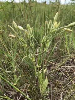 Drummond's Campion thumbnail 2