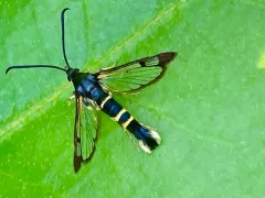 Rhododendron Borer Moth thumbnail 2